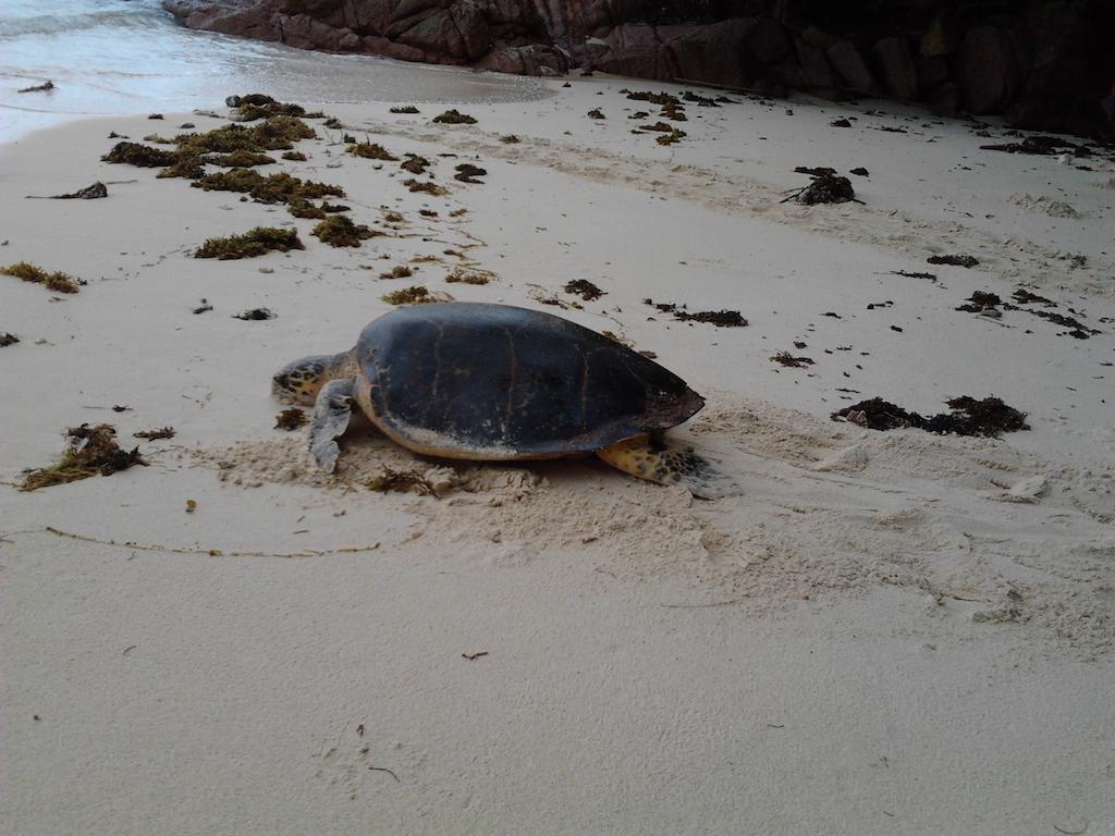 Villa Anse La Blague Baie Sainte Anne エクステリア 写真