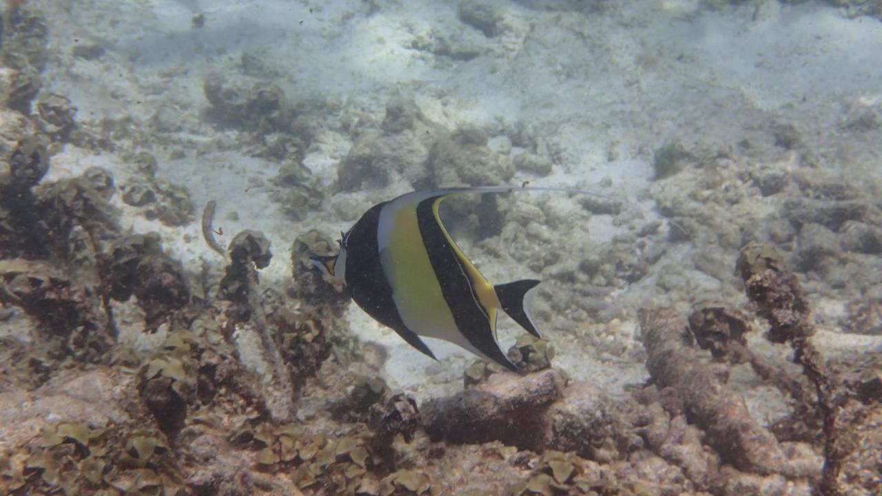 Villa Anse La Blague Baie Sainte Anne エクステリア 写真