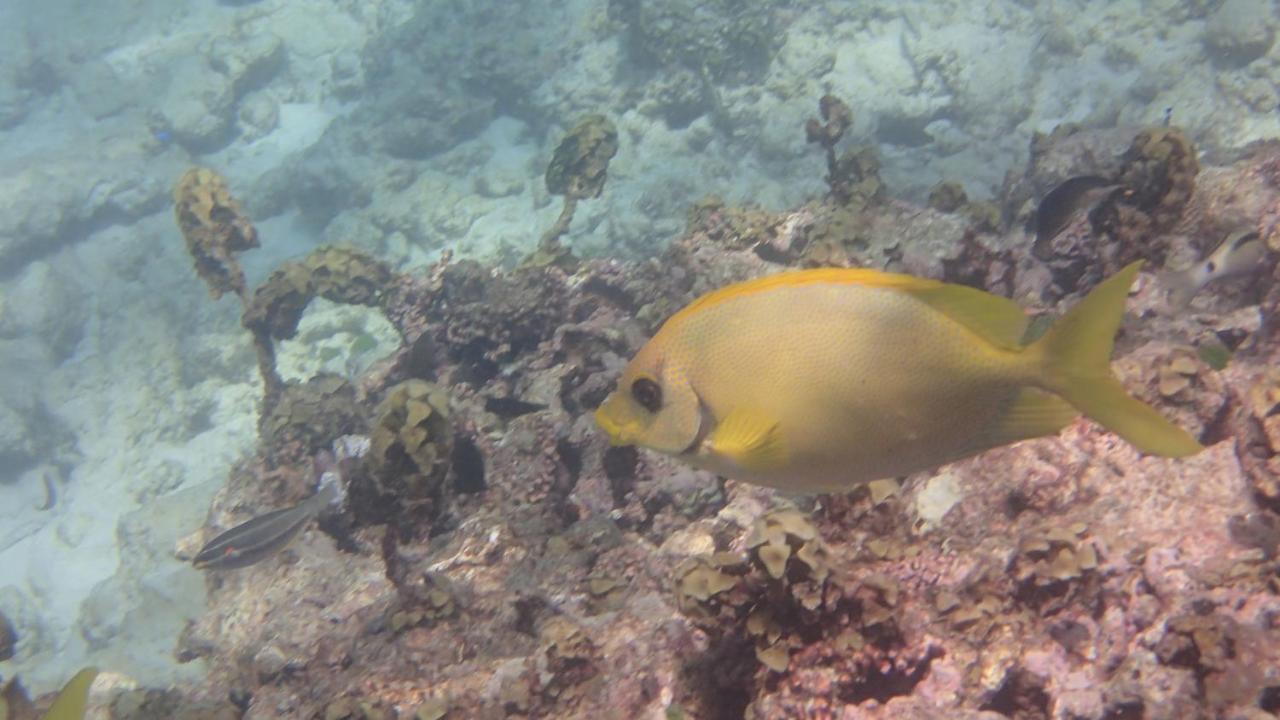 Villa Anse La Blague Baie Sainte Anne エクステリア 写真